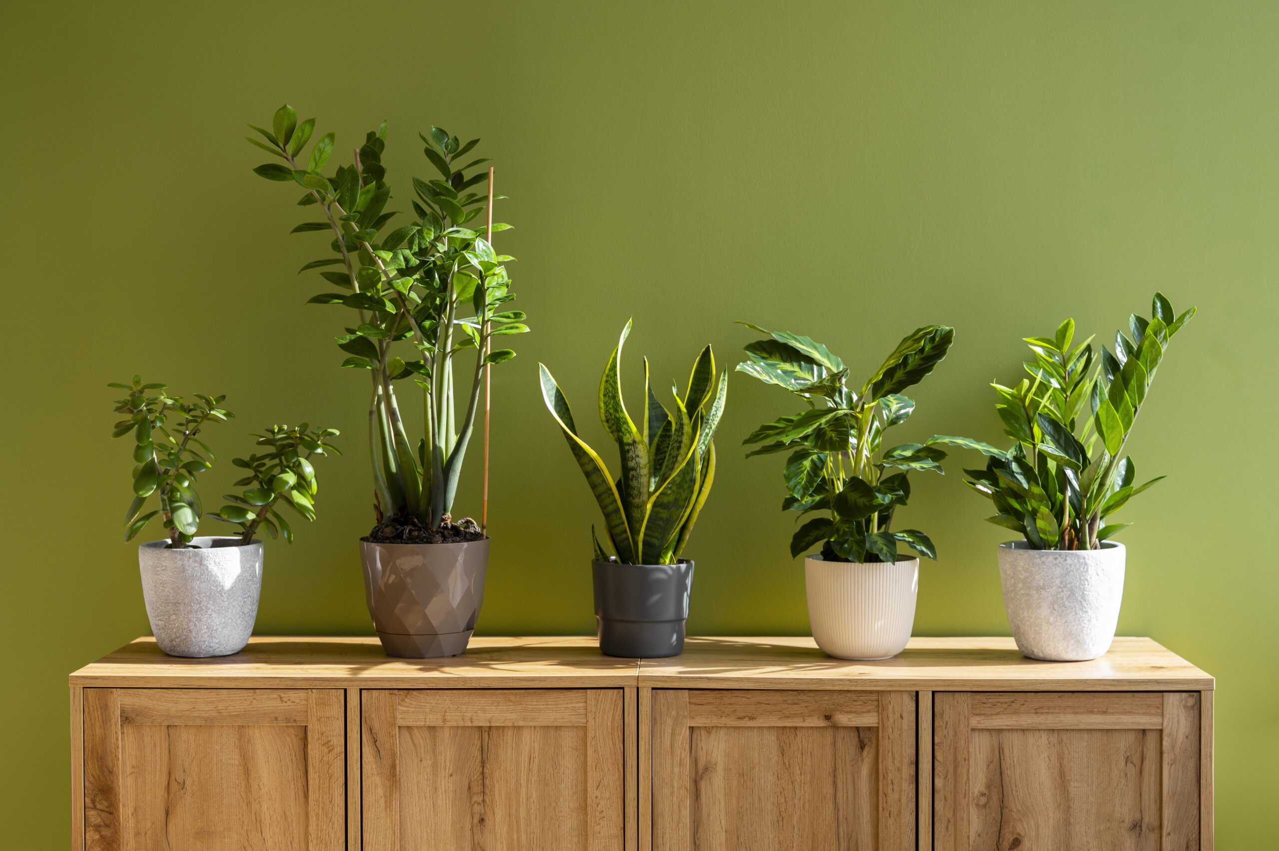 Artificial Plants
