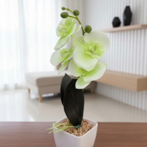 ORCHID PLANT
