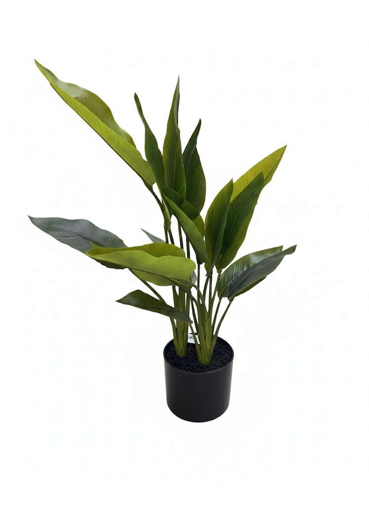 CALATHIYA BONSAI